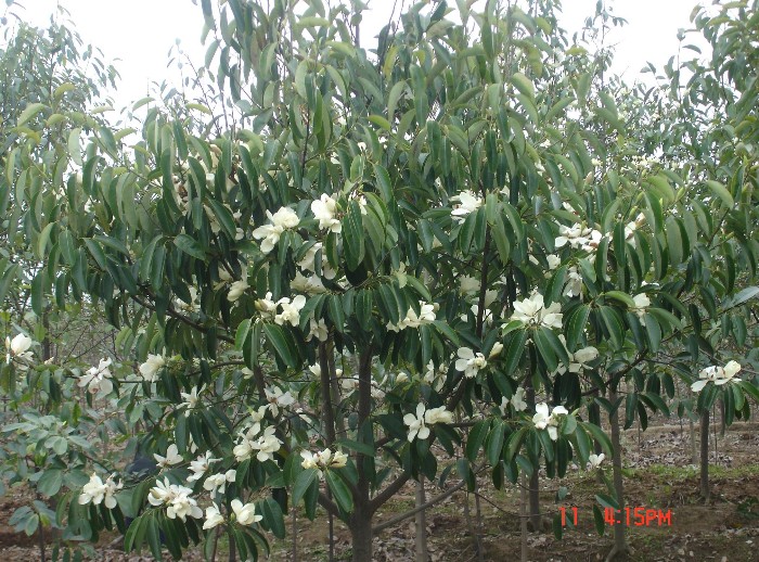 Michelia macclurel seed